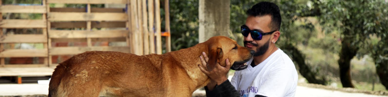 Imagen de Perros y gatos abandonados o maltratados ¡Descubre cómo ayudarlos!