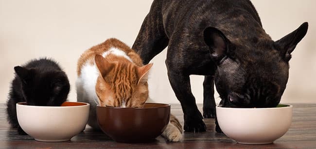 Imagen de Te contamos 7 mitos sobre las Dietas Barf para mascotas