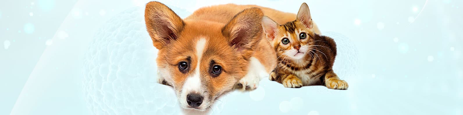 Imagen de Coronavirus canino y felino: análisis veterinario en Colombia
