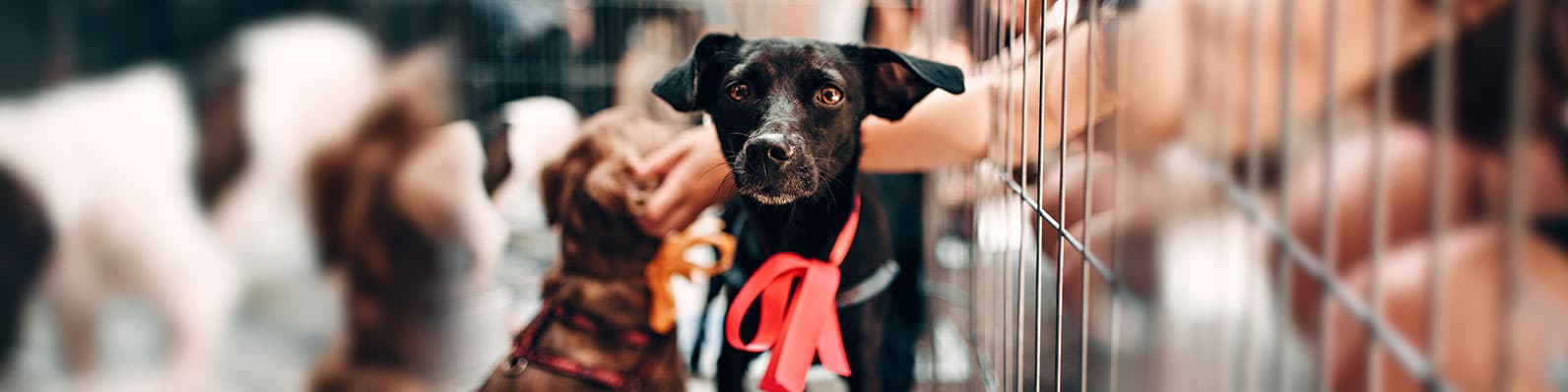 Imagen de El paso a paso para rescatar a un perro callejero