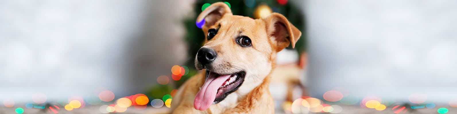 Imagen de 3 recomendaciones para cuidar a tus mascotas en Navidad