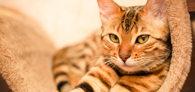 Imagen de Alimento para gatos con problemas urinarios: el mejor en Colombia