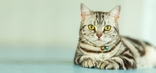 Imagen de Gato envenenado y/o intoxicado: ¿cómo actuar para salvarlo?