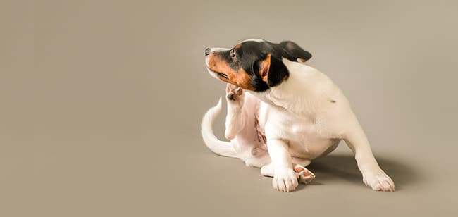 Imagen de ¿Cómo controlar las pulgas y garrapatas en tu mascota?