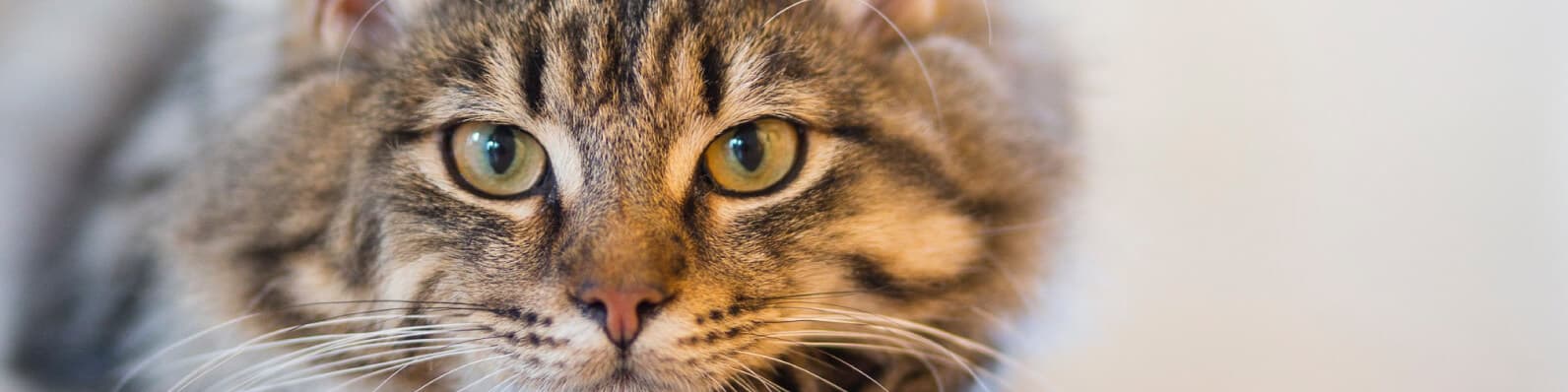 Imagen de Gato envenenado: ¿Qué hacer frente a esta situación?