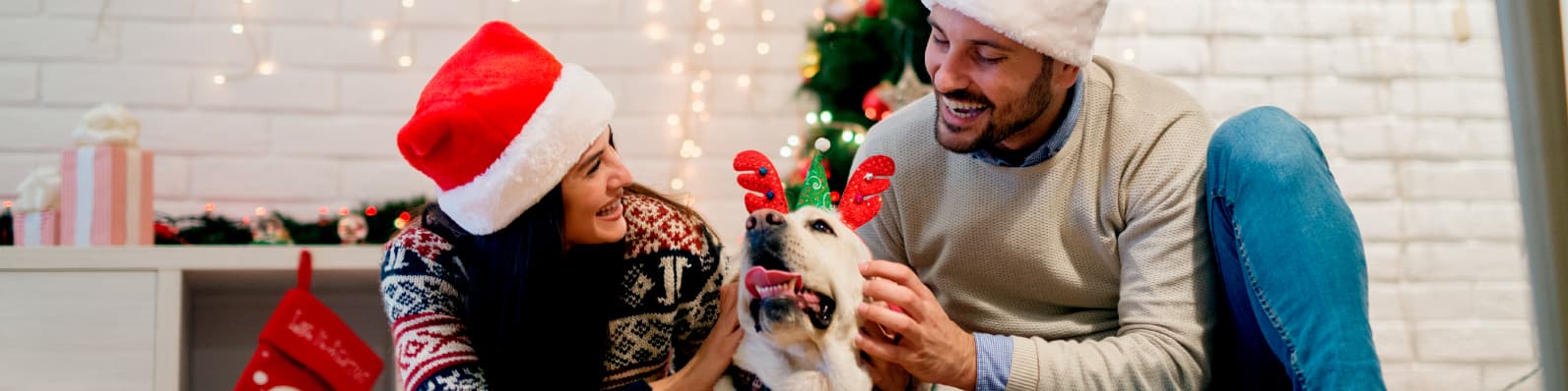 Imagen de Adoptar mascotas en Navidad: una decisión responsable