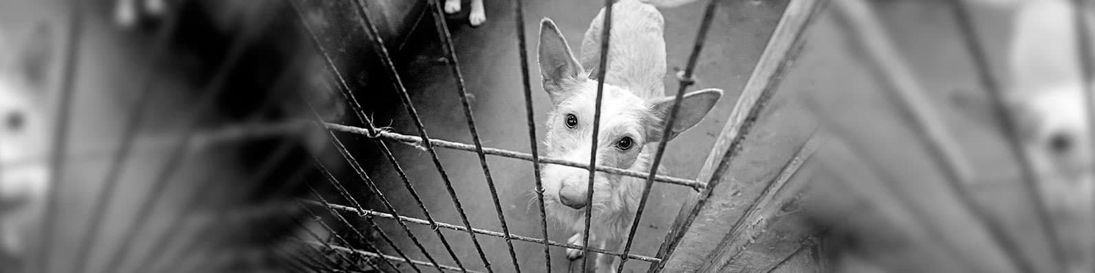 Imagen de ¿Cómo denunciar maltrato animal en Colombia?