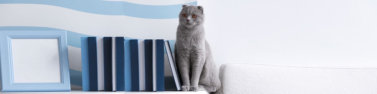 Imagen de ¡Corregir a un gato es posible! Dile adiós a las malas conductas