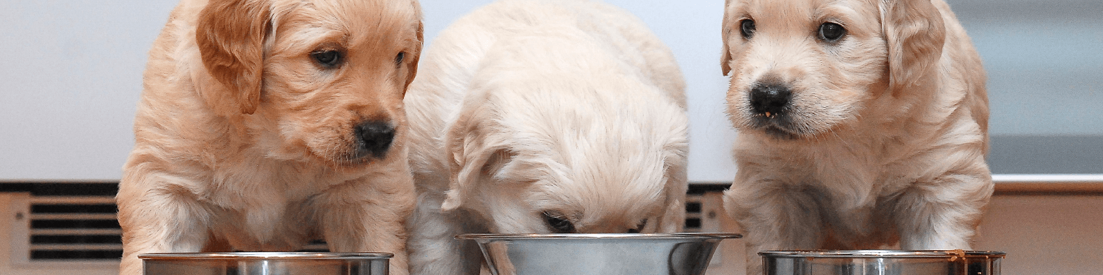 Imagen de Cómo elegir un buen alimento para cachorros en Colombia