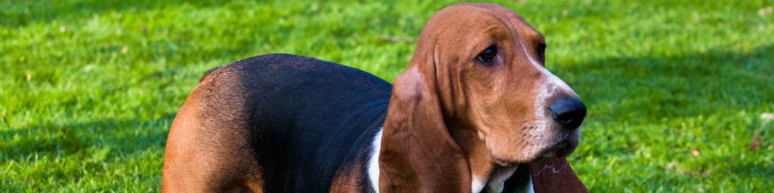 Imagen de Cómo controlar el peso de tu perro y evitar la obesidad