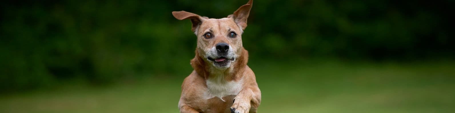 Imagen de 5 razones para adoptar una mascota mayor