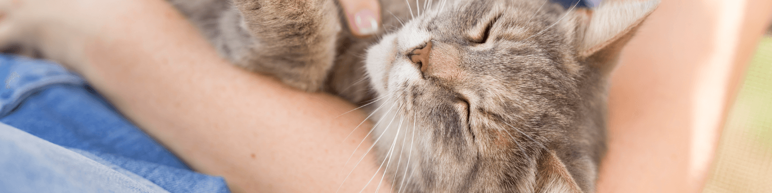 Imagen de Beneficios de la taurina en los alimentos para gatos