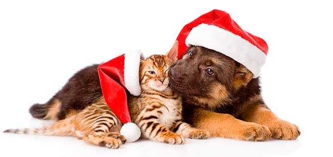 Imagen de 5 cosas que afectan el bienestar de tu perro o tu gato en navidad