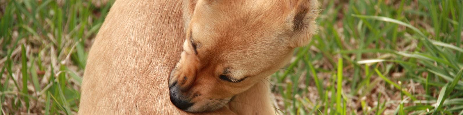 Imagen de Cómo prevenir la ehrlichia canina ¡Aquí te lo contamos!