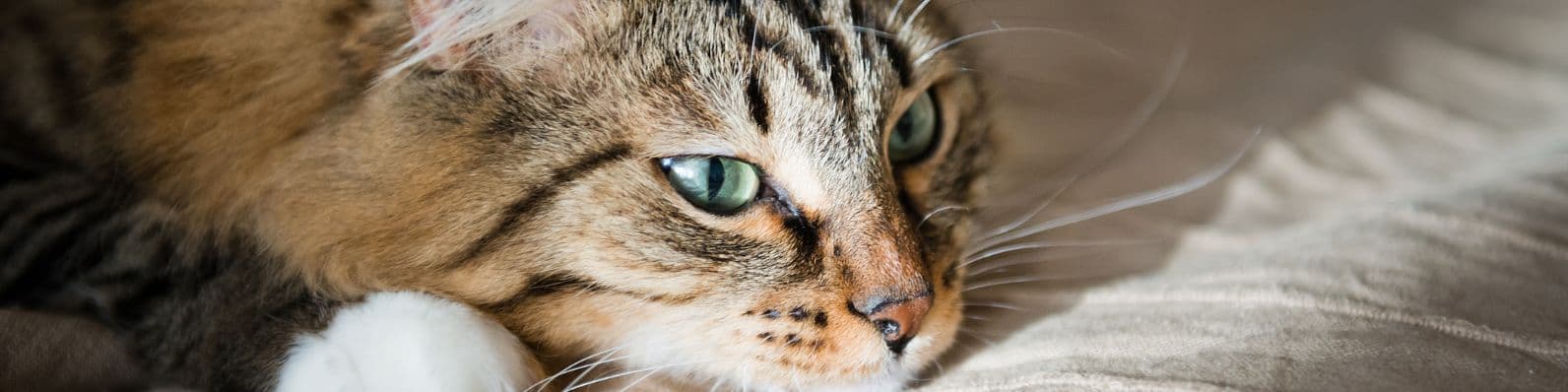 Imagen de Decir adiós: Guía completa sobre la eutanasia en mascotas