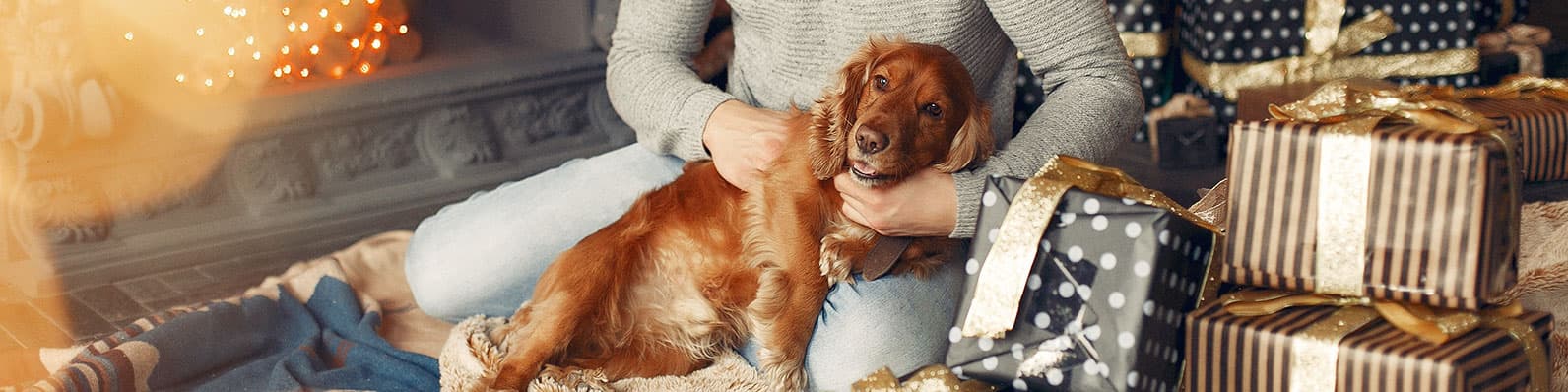 Imagen de ¿Por qué los ruidos de los fuegos artificiales son mucho peores para los perros?