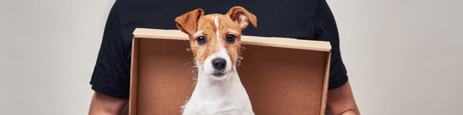 Imagen de ¿Es aconsejable regalar mascotas en navidad?