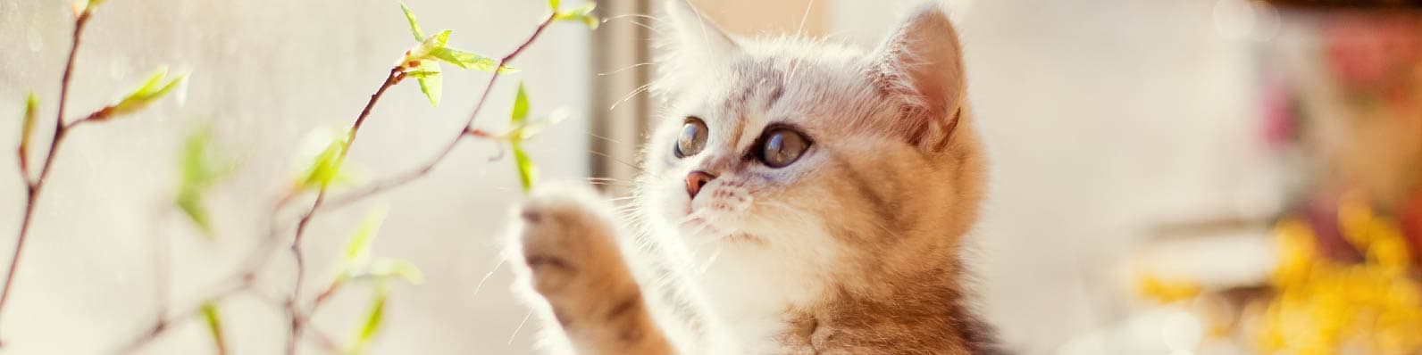 Imagen de Leucemia felina: qué es, causas, tratamiento y más