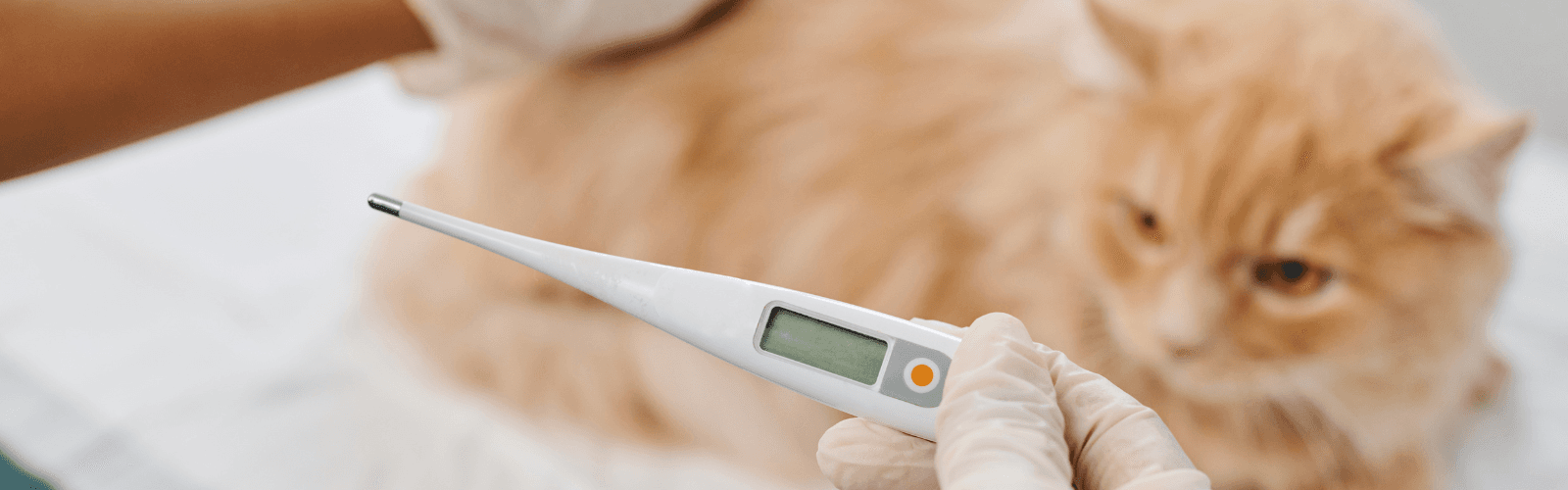 Imagen de Fiebre en gatos: cómo reconocerla, medir su temperatura y saber qué hacer