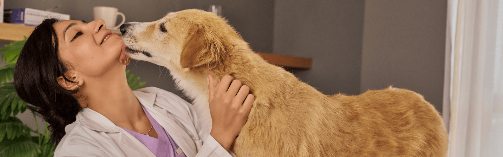 Imagen de Gabrica: conoce la historia detrás de una compañía que vive por las mascotas