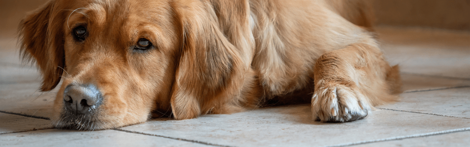 Imagen de Dolor en perros: qué hacer y qué darle de forma segura