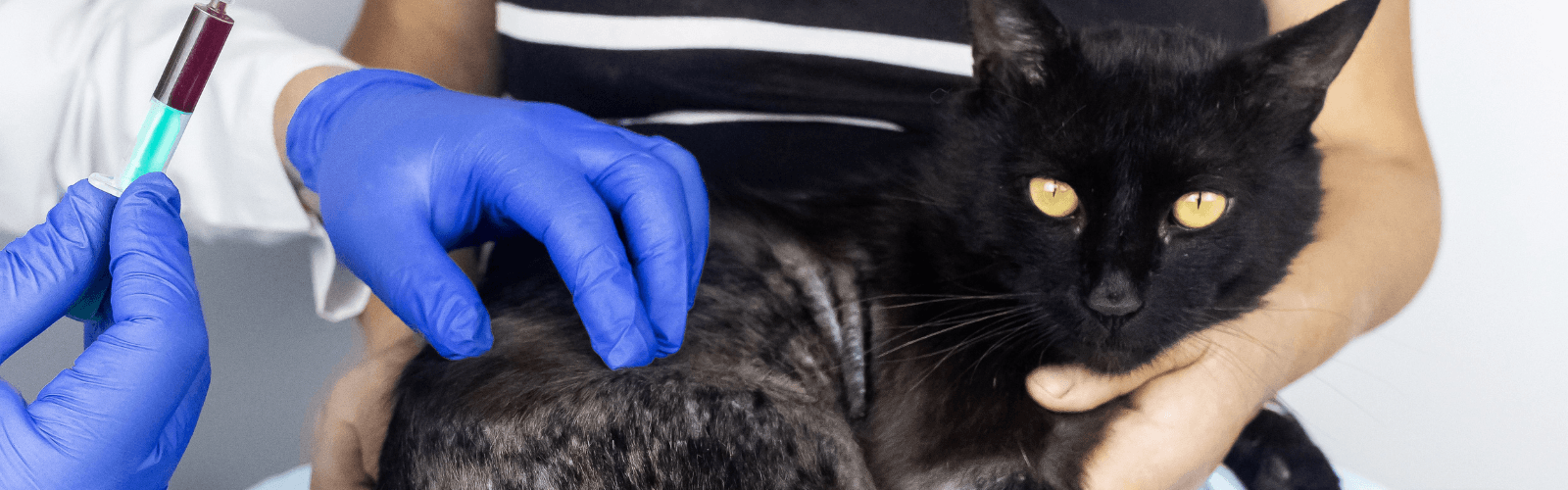 Imagen de Dermatitis en gatos: causas, síntomas y tratamiento