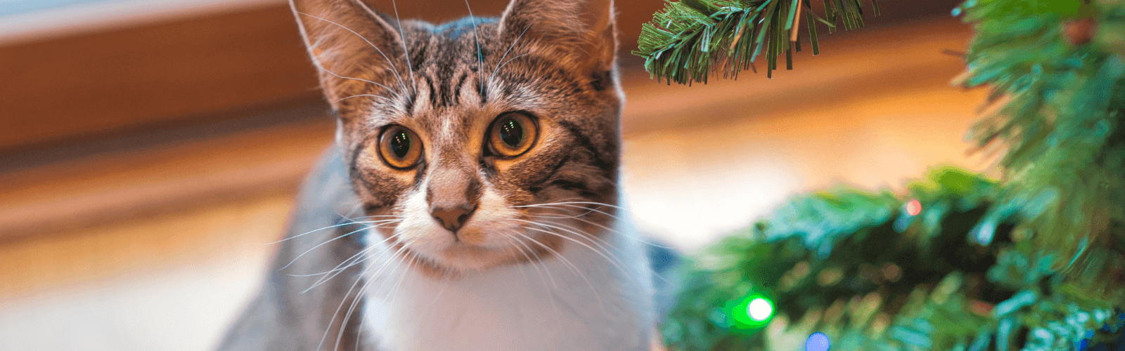 Imagen de 4 ideas de árboles de Navidad para gatos