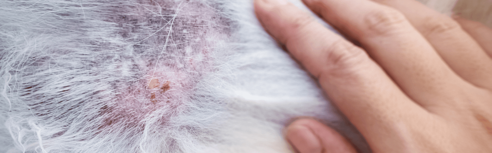 Imagen de Dermatitis en perros: causas, síntomas y tratamiento