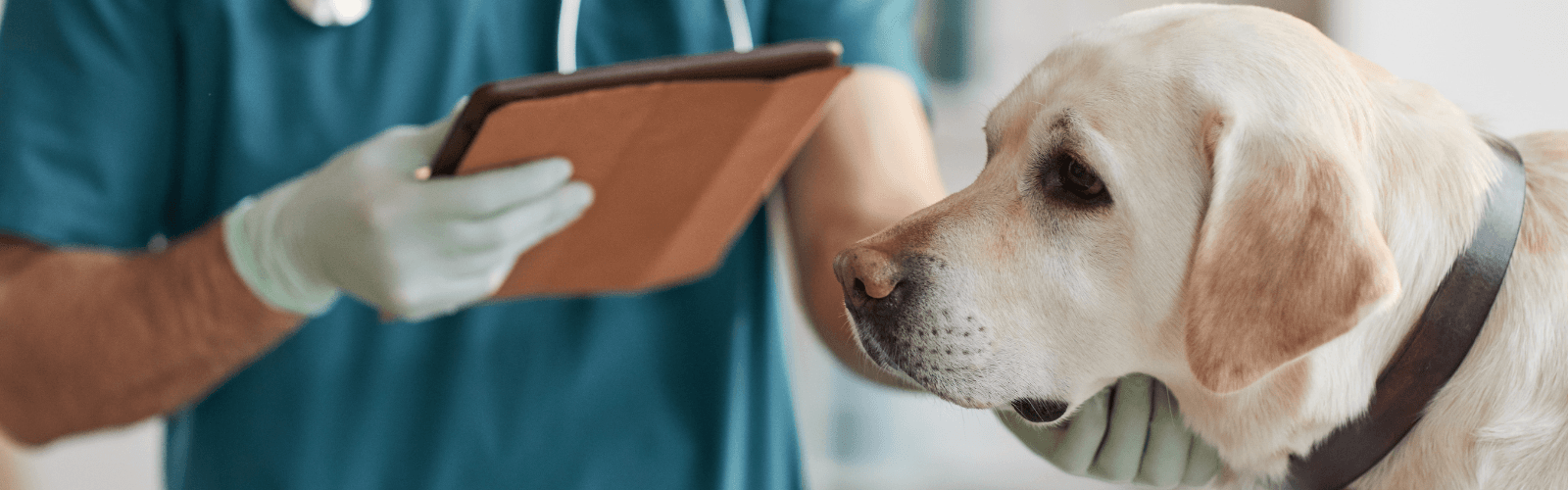 Imagen de Insuficiencia renal en perros: cómo detectarla a tiempo