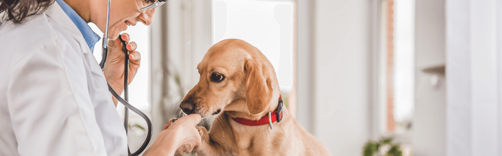 Imagen de Linfopenia en perros: síntomas, causas y qué hacer