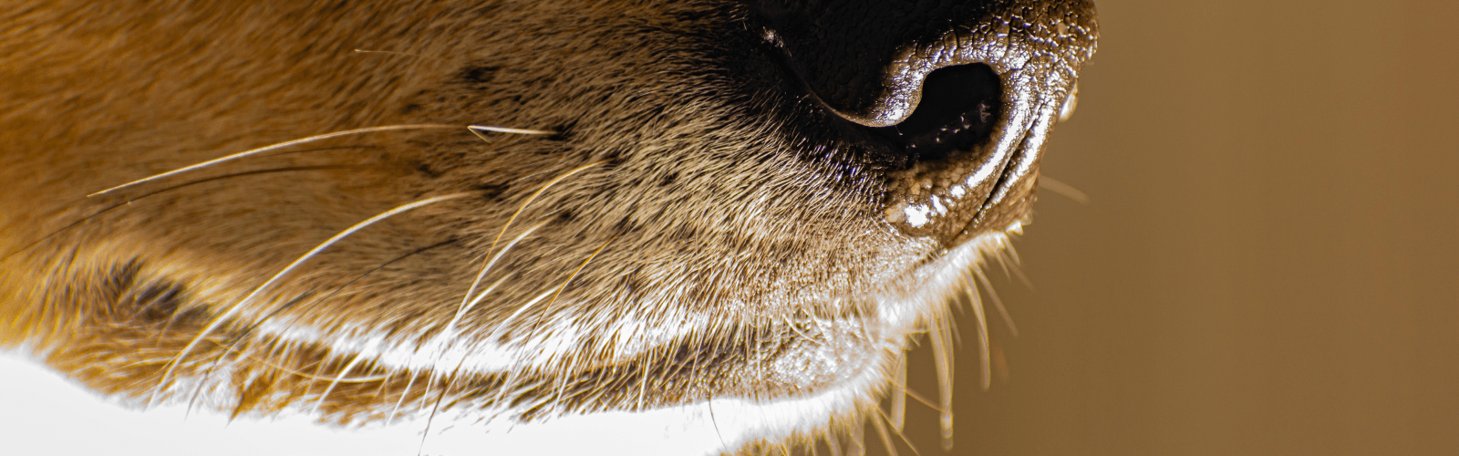 Imagen de Función de los bigotes en los perros: por qué no cortarlos