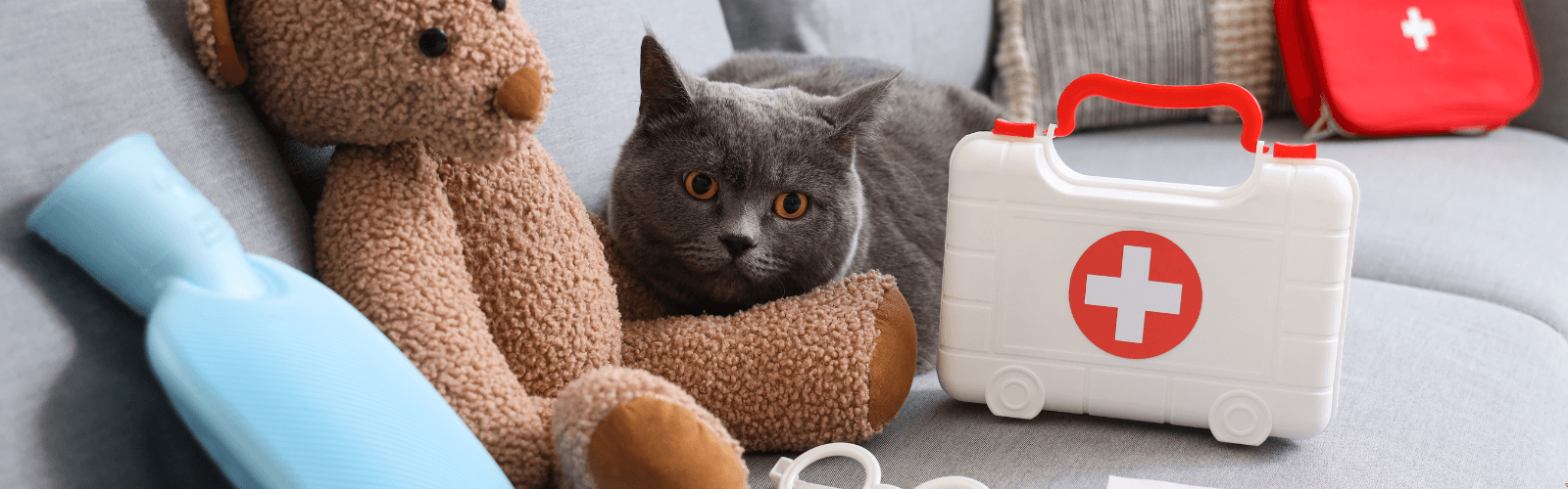 Imagen de Kit de emergencia para mascotas: qué llevar ante un sismo