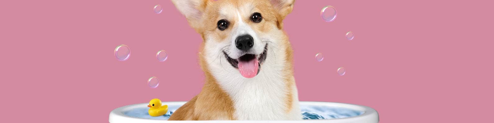9 tips para usar Whatsapp en su peluquería canina