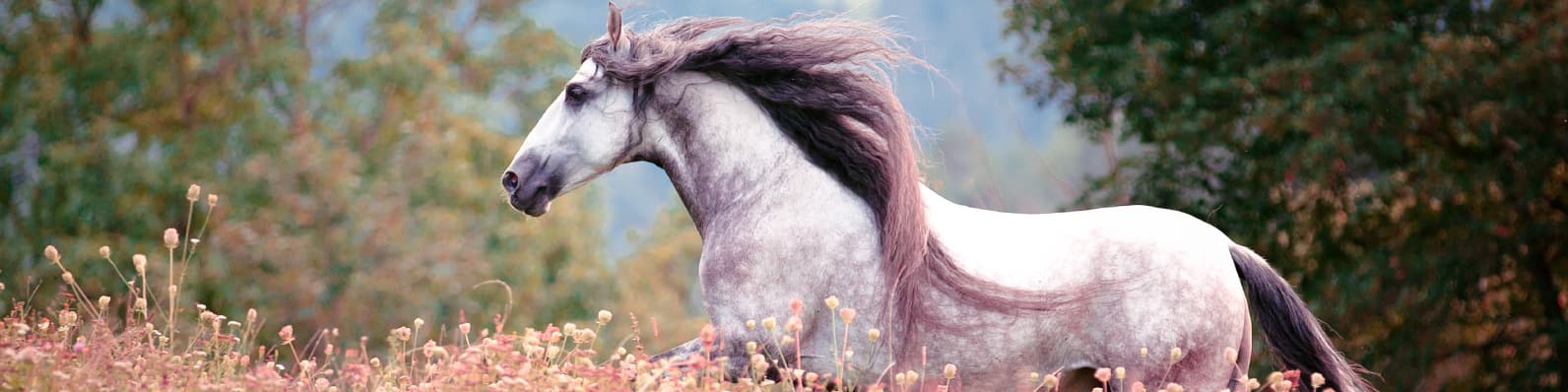 Imagen de Tipos de andares del caballo criollo Colombiano