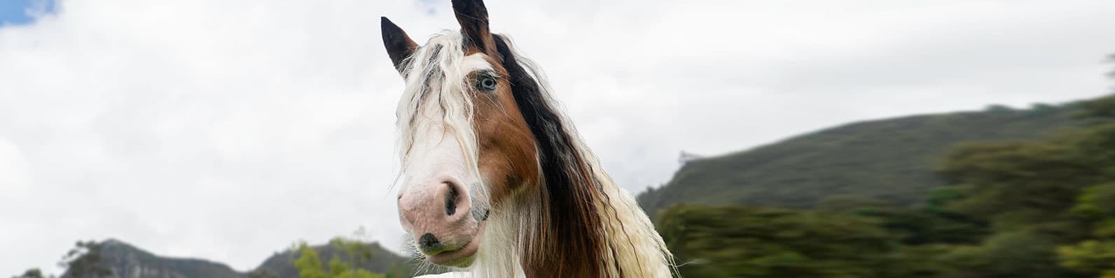 Imagen de Dónde comprar medicamentos para caballos en Colombia