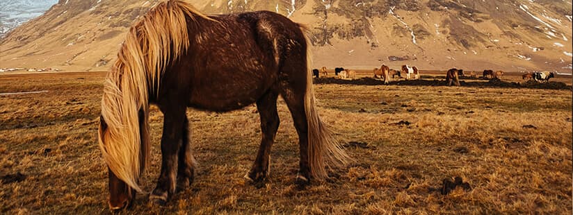 Imagen de El pelaje del caballo, el mejor reflejo de su cuidado