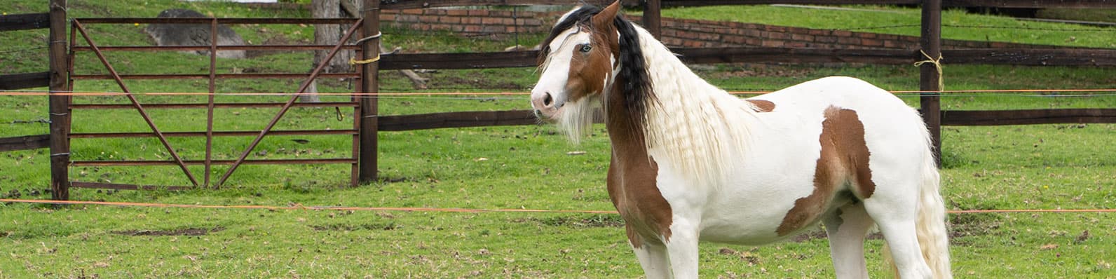 Imagen de 3 elementos básicos para la construcción de músculo en tu caballo