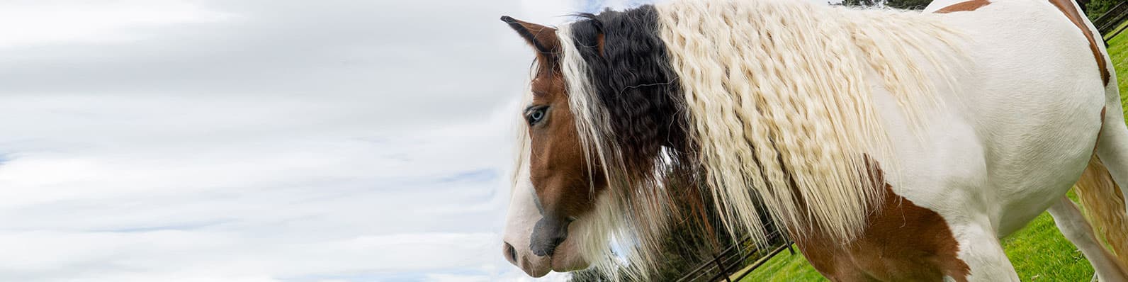 Imagen de Mantén una buena calidad de vida para tu caballo en la cuarentena
