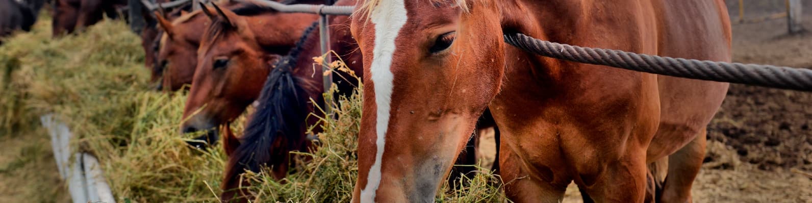 Imagen de Descubre qué puede estar causando la inapetencia de tu Caballo