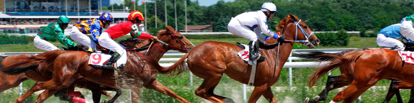 Imagen de Cómo mejorar la fertilidad en caballos de competencia
