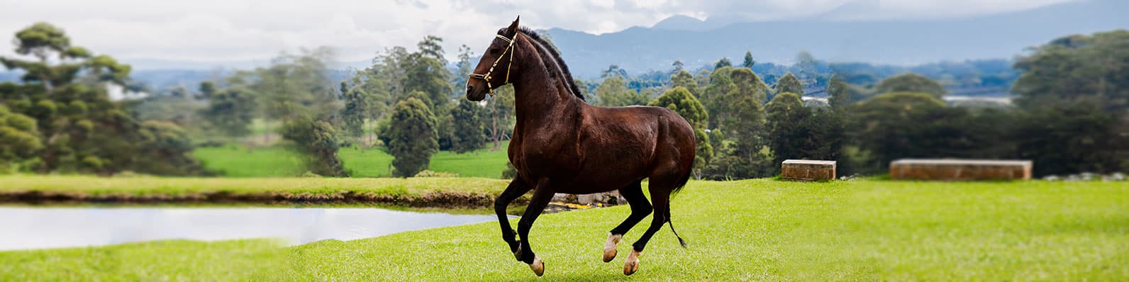 Imagen de Cómo mantener una buena condición corporal en tu caballo