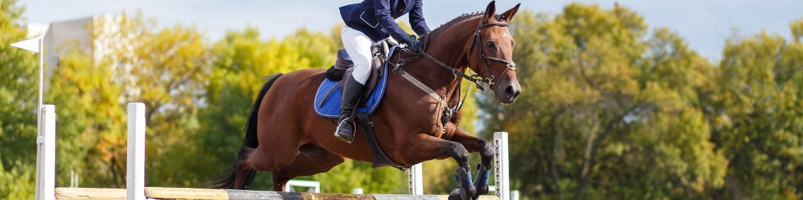 Imagen de Salto Ecuestre: Concursos y pruebas nacionales