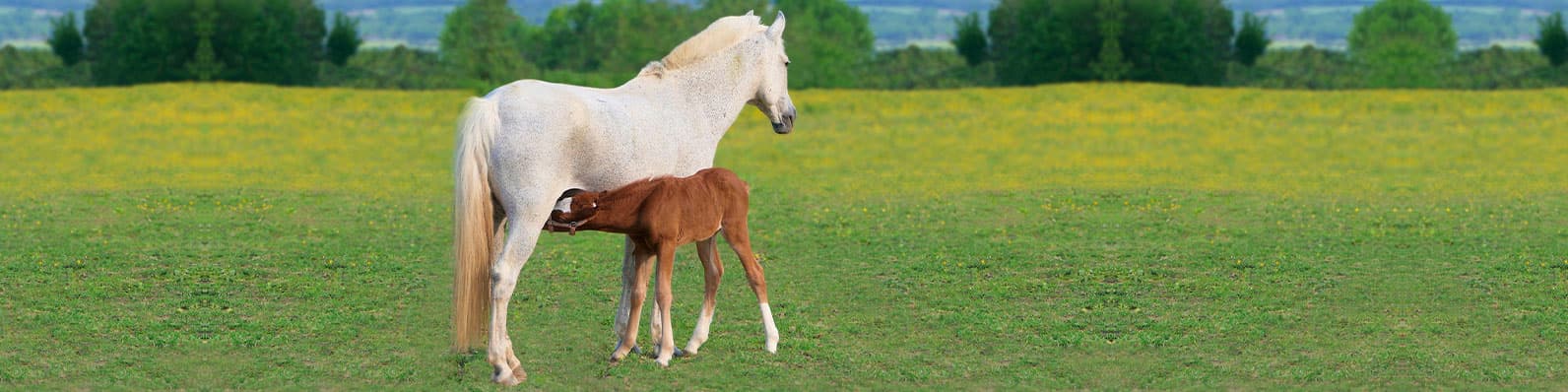 Imagen de Desarrollo y crecimiento de potros con Organew Pasta Equinos