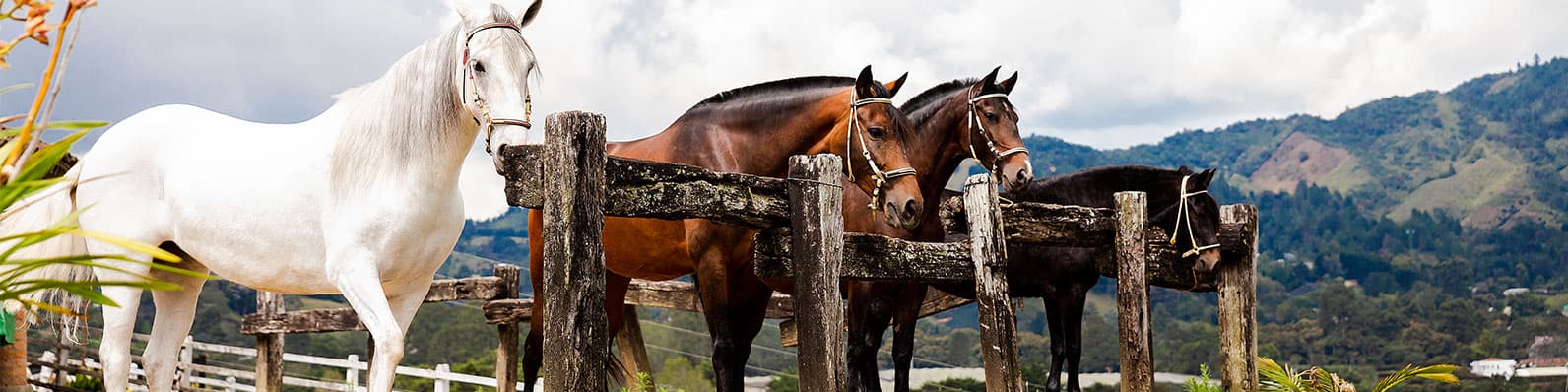 Imagen de Los aminoácidos y la glucosa en la dieta de equinos