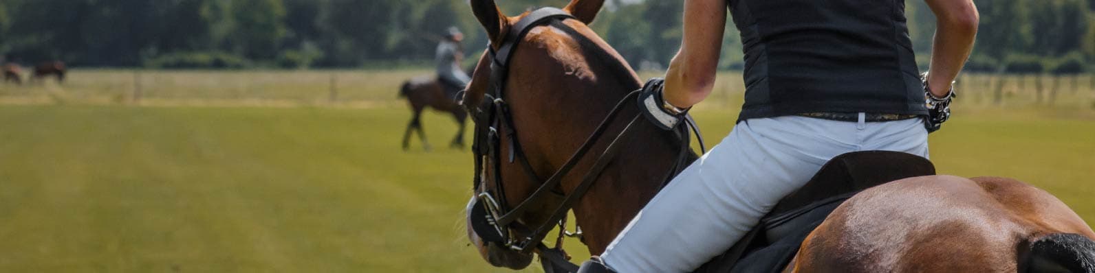 Imagen de Detomidina en analgesia, sedación equina y sus antagonistas