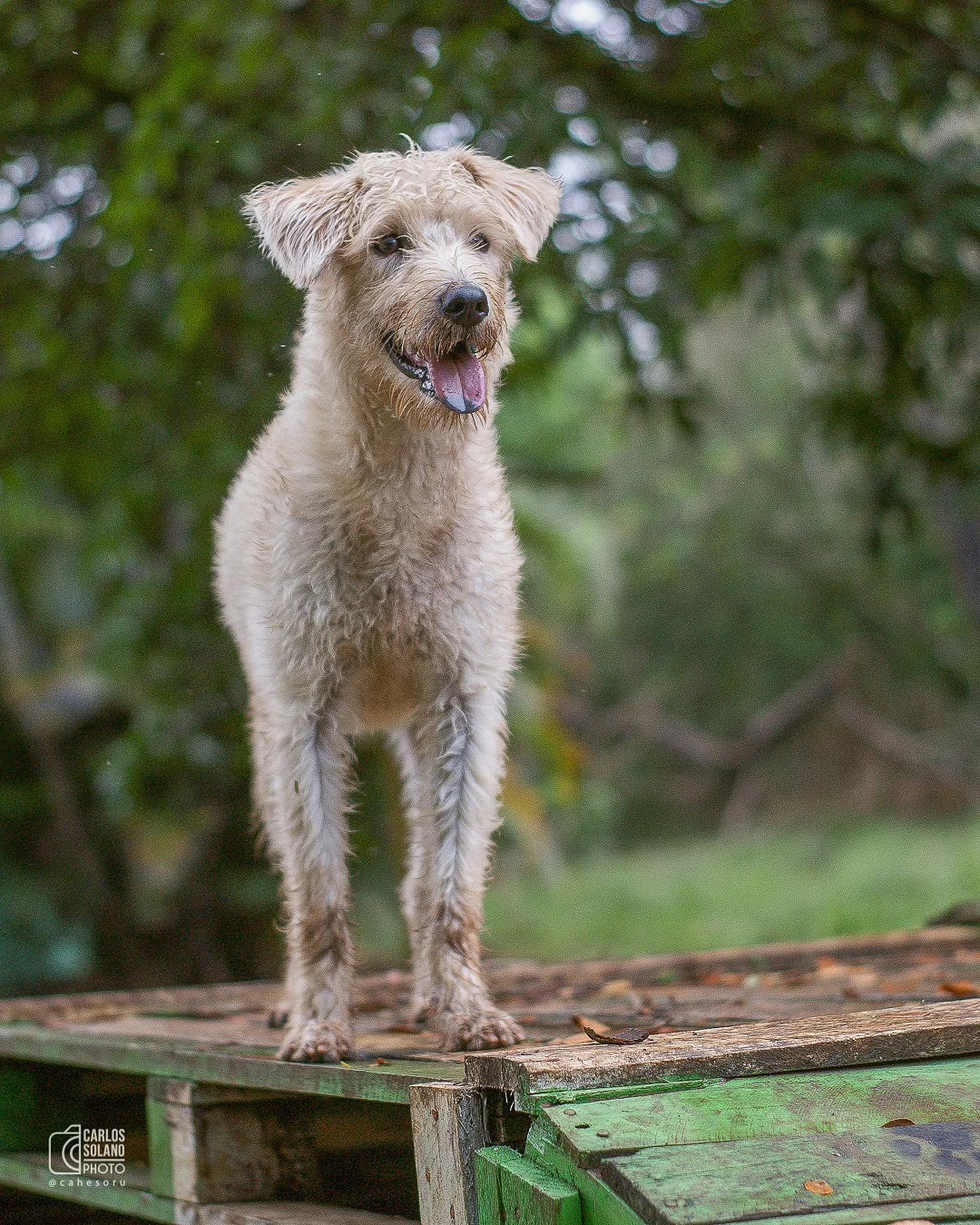 Roxy - Fundación Paraíso de la Mascota