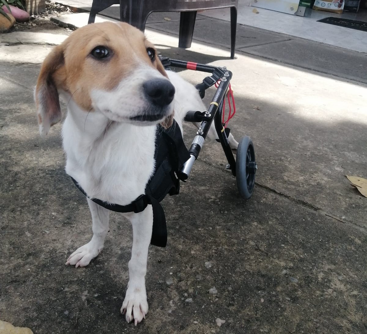 Abby - Fundación amor d4 patas