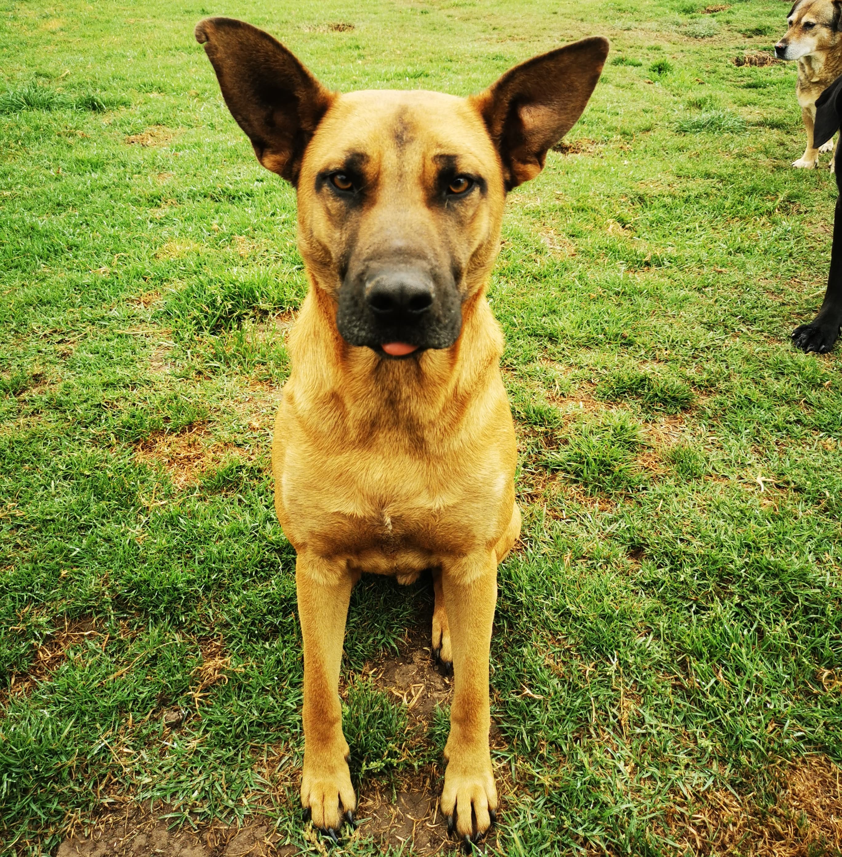 Bruno - Fundación MestiSOS