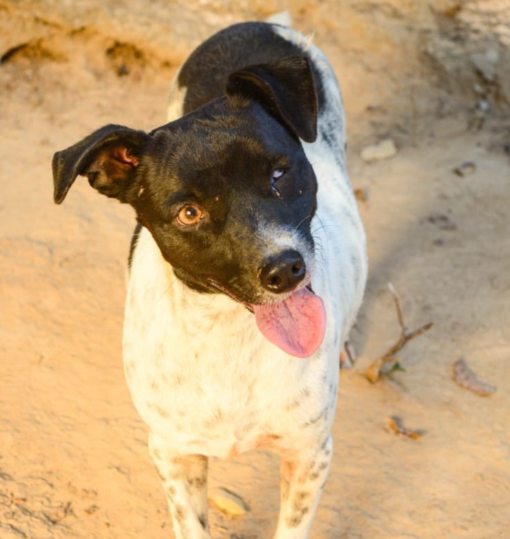 Coco - Fundación amor d4 patas