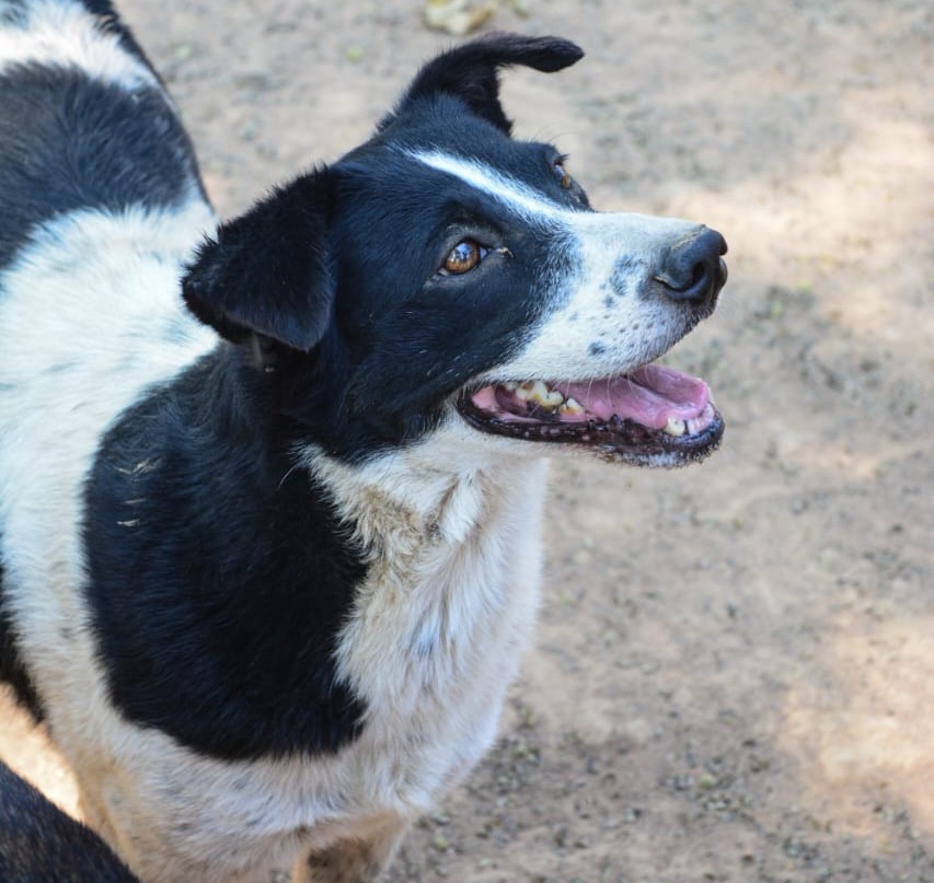 Fiby - Fundación amor d4 patas